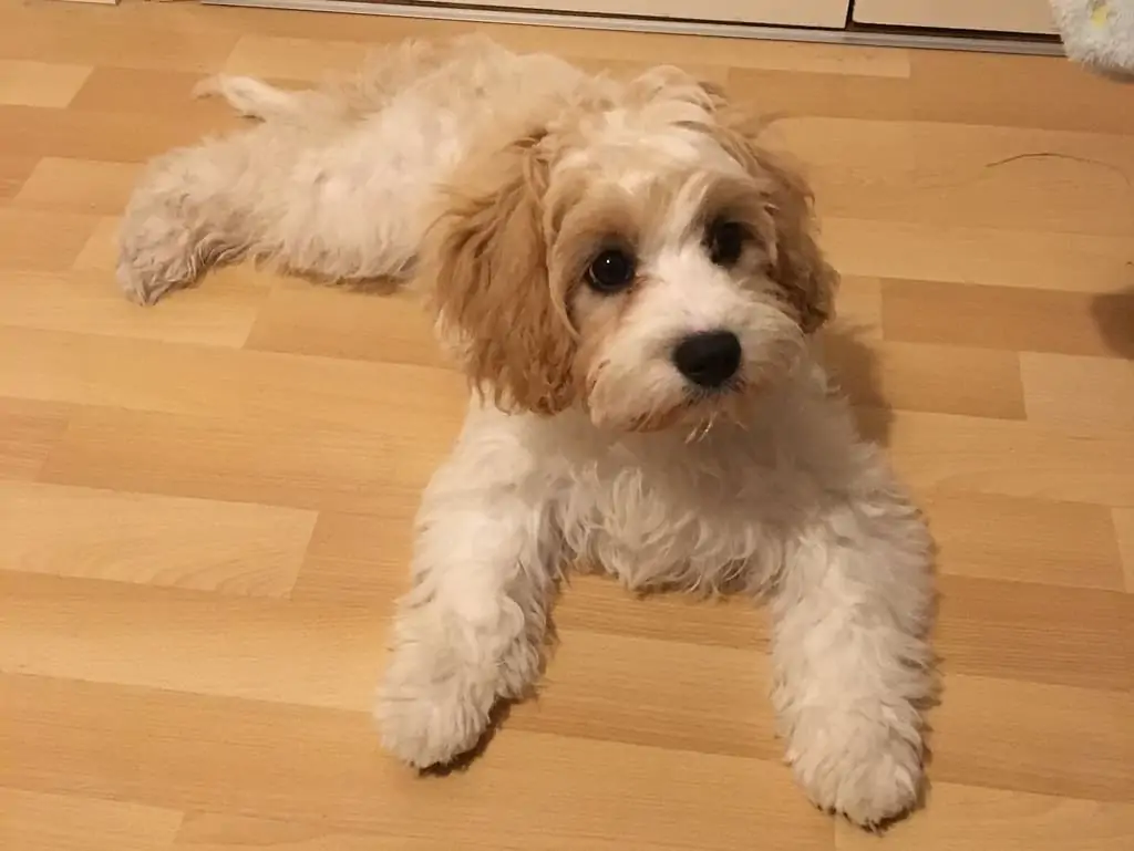 cavachon puppy sits patiently on the floor