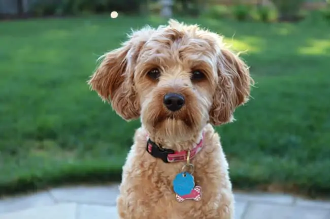 cavapoo puppy