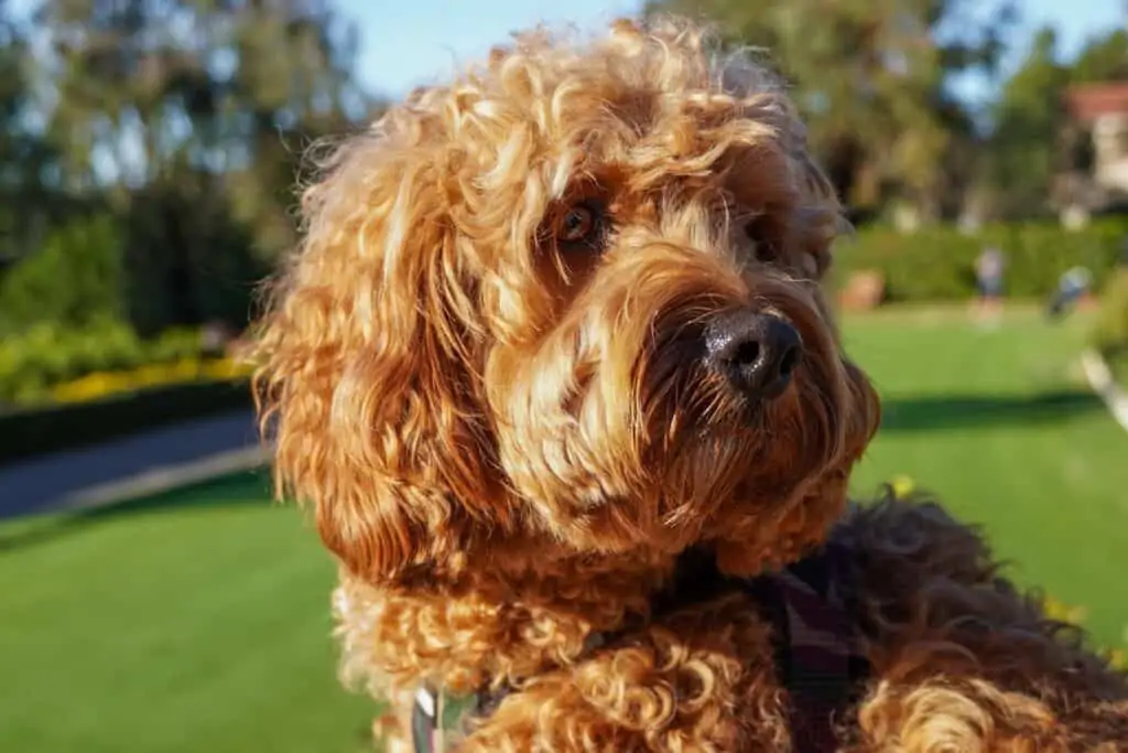 cavapoo at the park