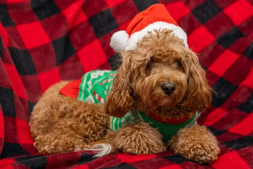 christmas cavapoo puppy