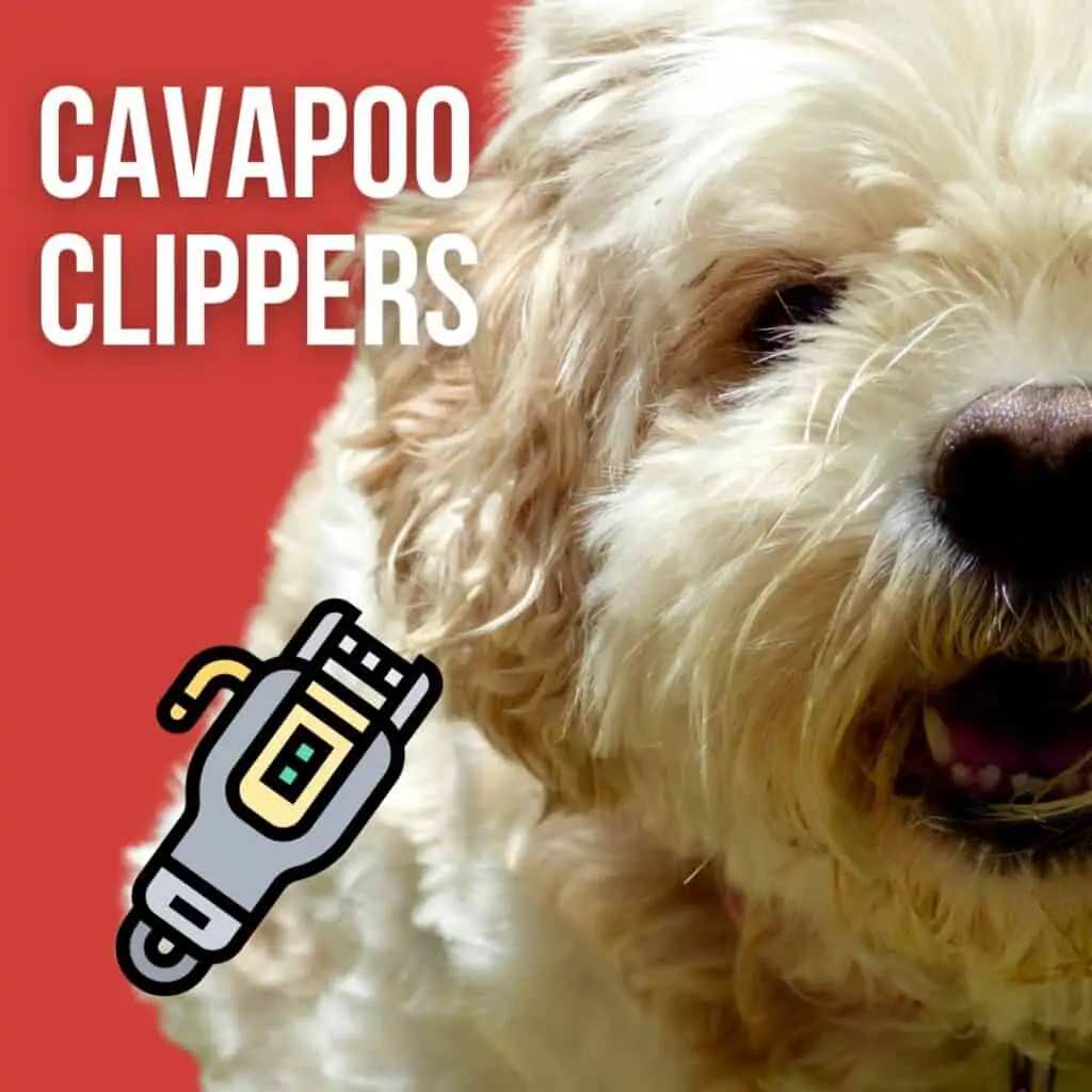 best cavapoo clippers infographic