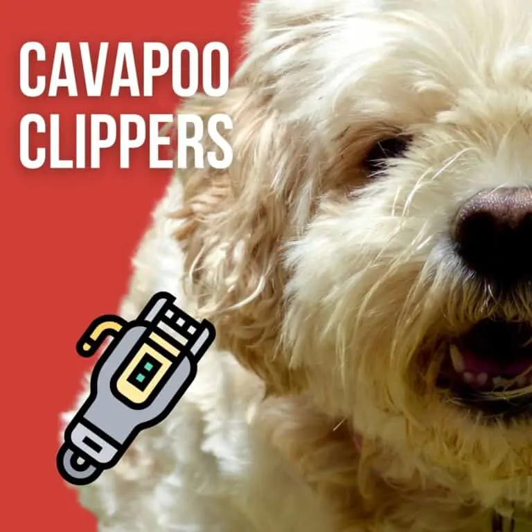 Best Clippers for Cavapoo [Hair and Nail]