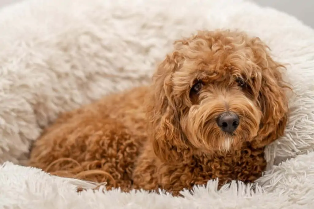 cavapoo in dog bed