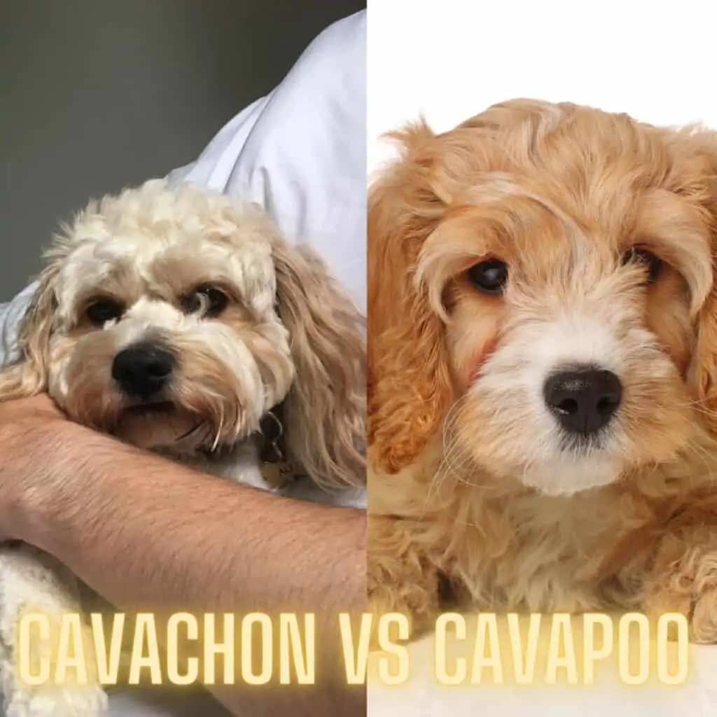 Cavachon and Cavapoo puppy photo comparison