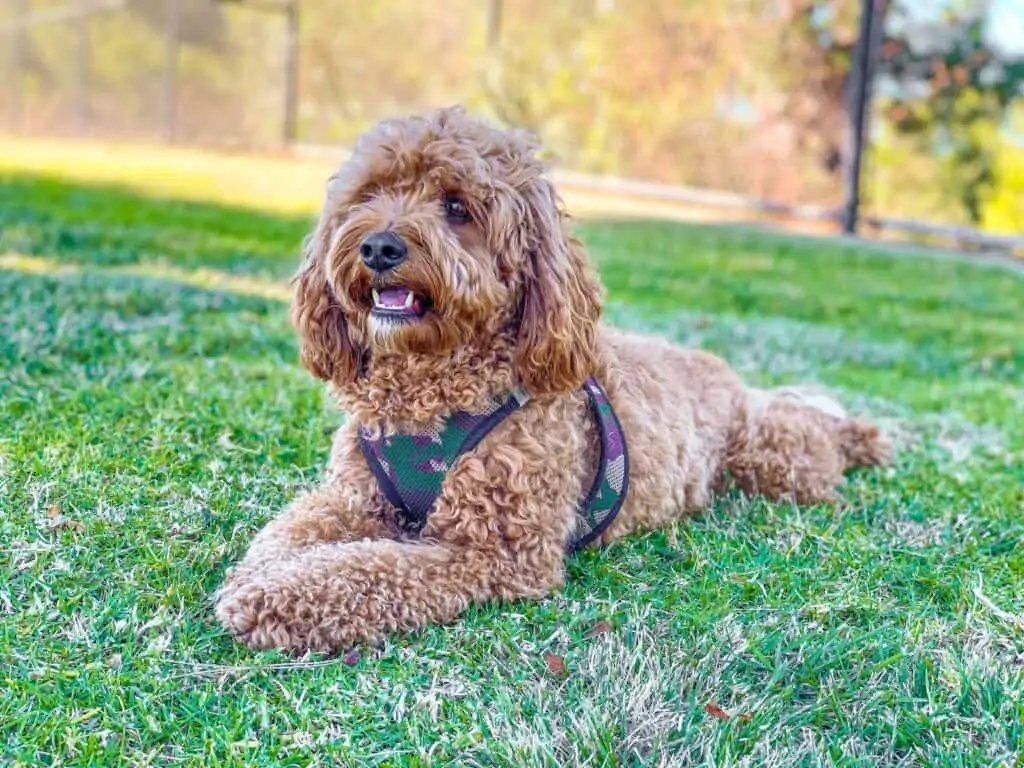 cavapoo on the grass