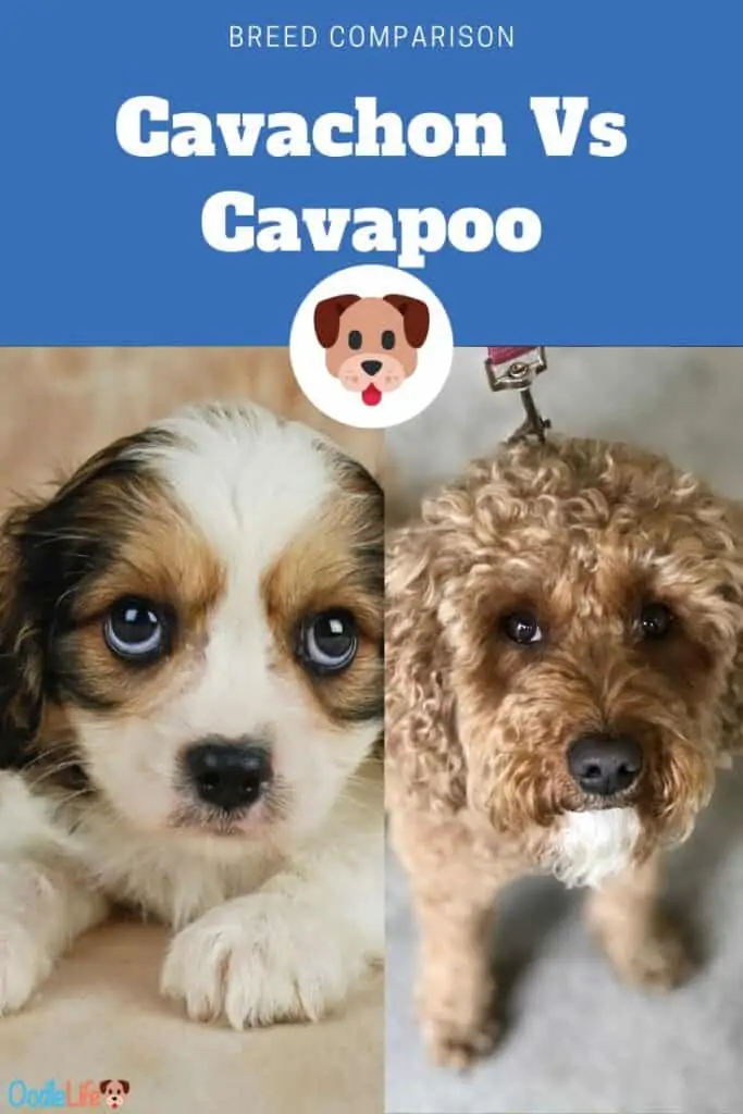 cavachon vs cavapoo side by side comparison