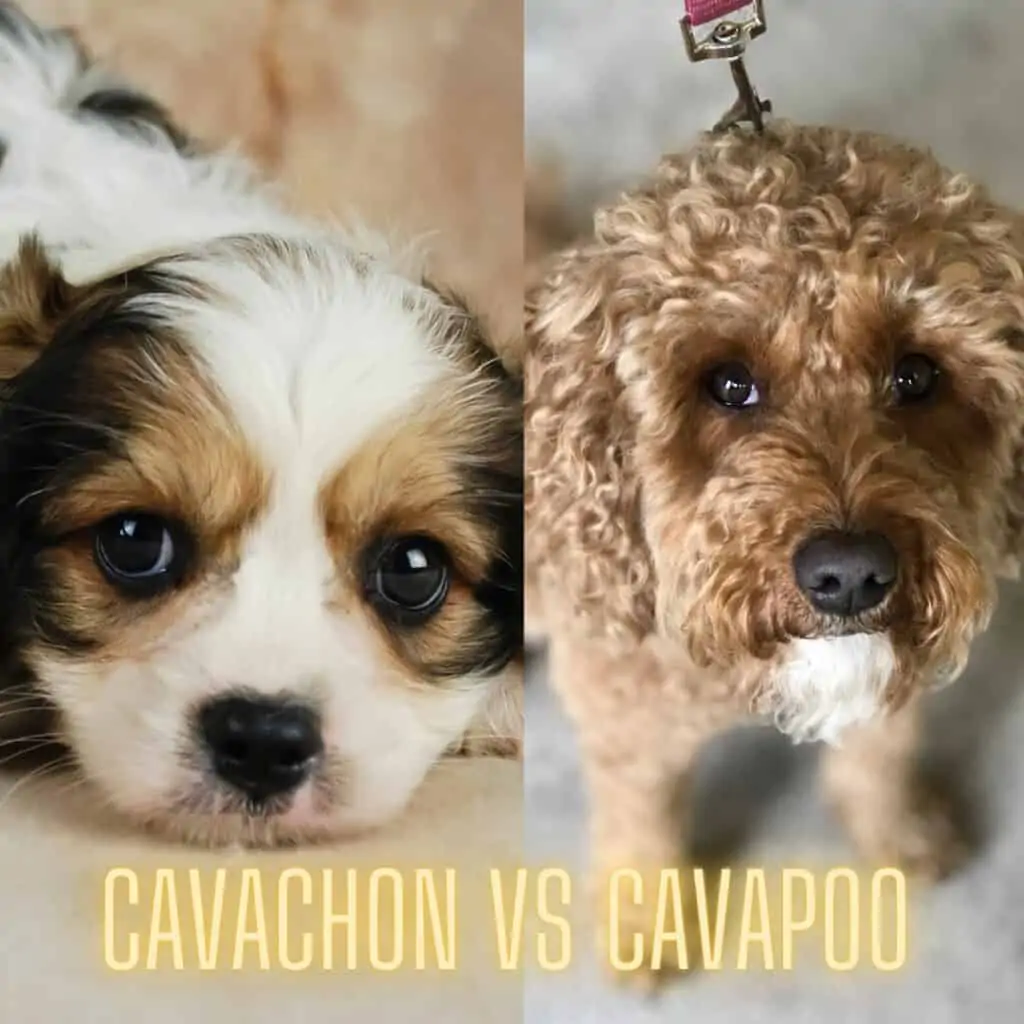 Cavachon and Cavapoo puppy photo comparison
