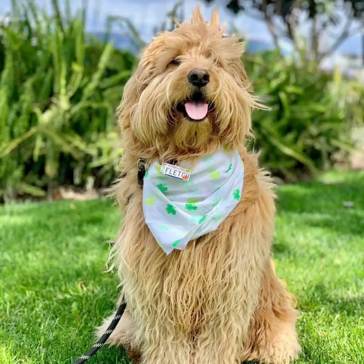 celebrating an event with Goldendoodle
