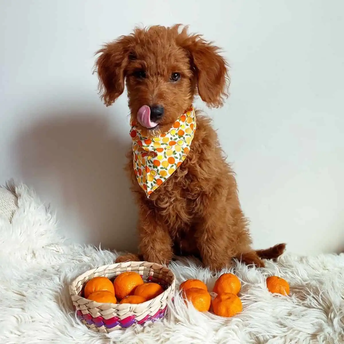 citrus fruit and Goldendoodle