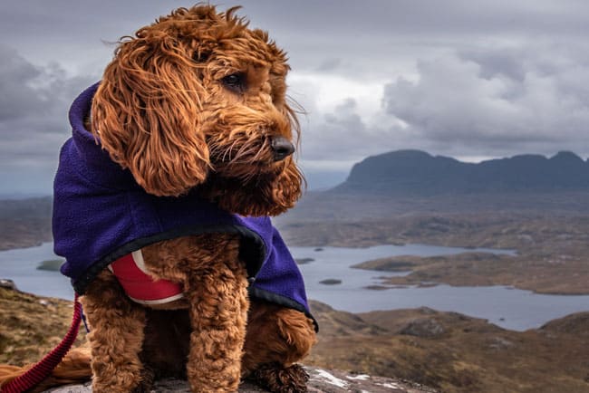 cockapoo puppy