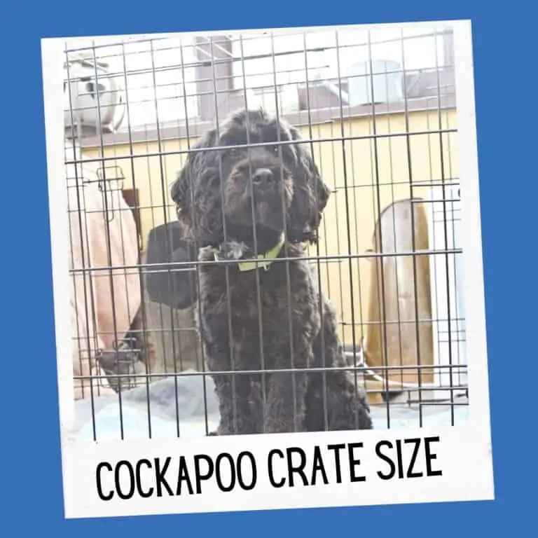 What Size Crate for a Cockapoo?