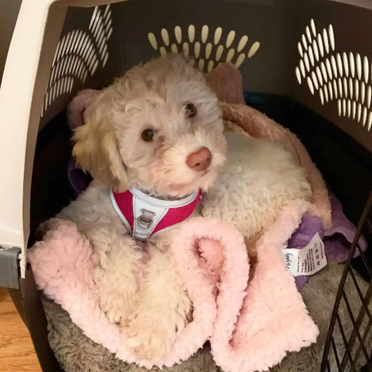 comfortable Cockapoo puppy inside crate