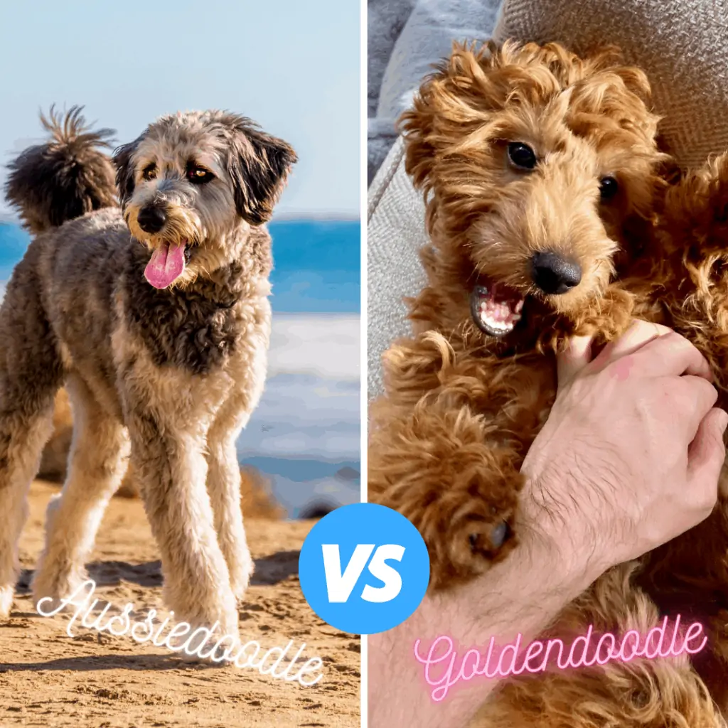 goldendoodle vs aussiedoodle breed guide side by side