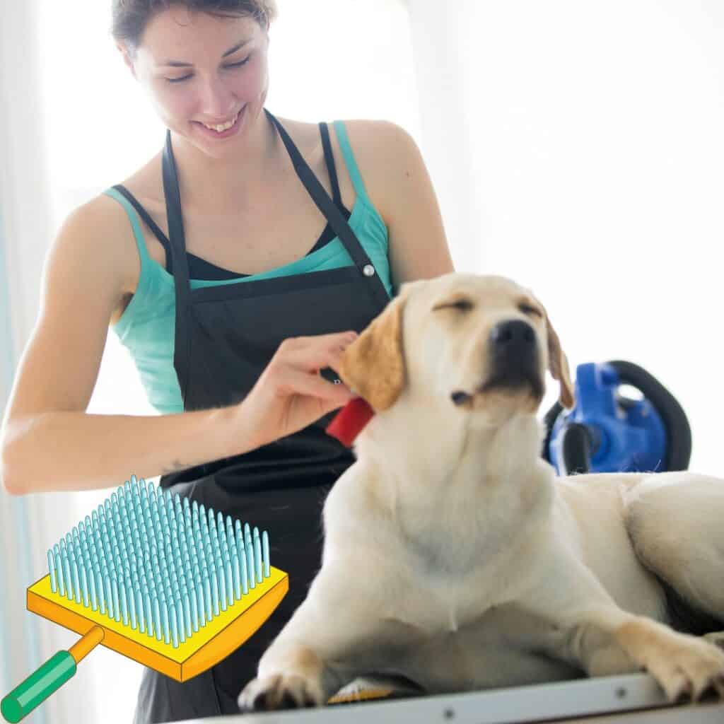 a Labrador enjoying being brushed