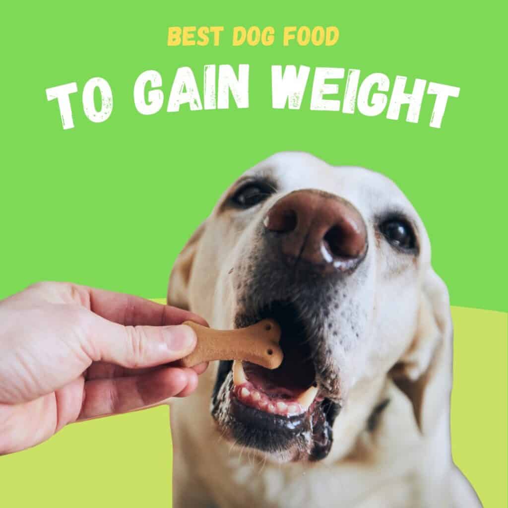 best dog food to gain weight promo image with a dog being fed a treat