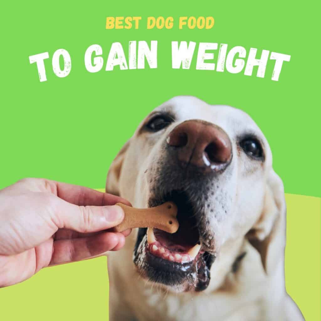 best food to help dog gain weight