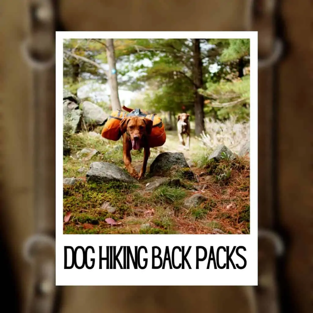 best dog hiking back packs instagram photo of a dog wearing a pack