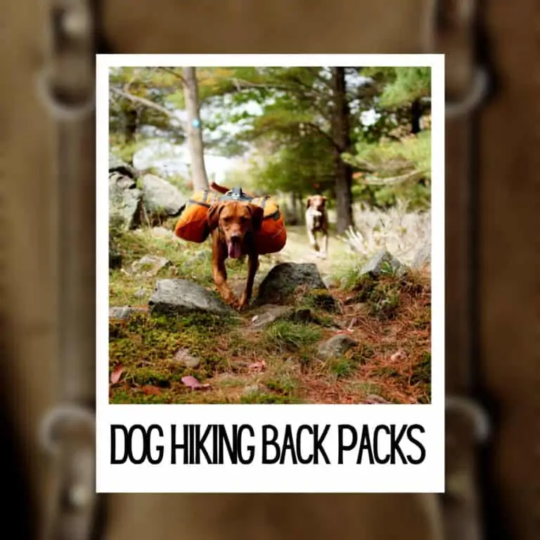 Best Dog Backpack for Hiking [5 Best Durable]