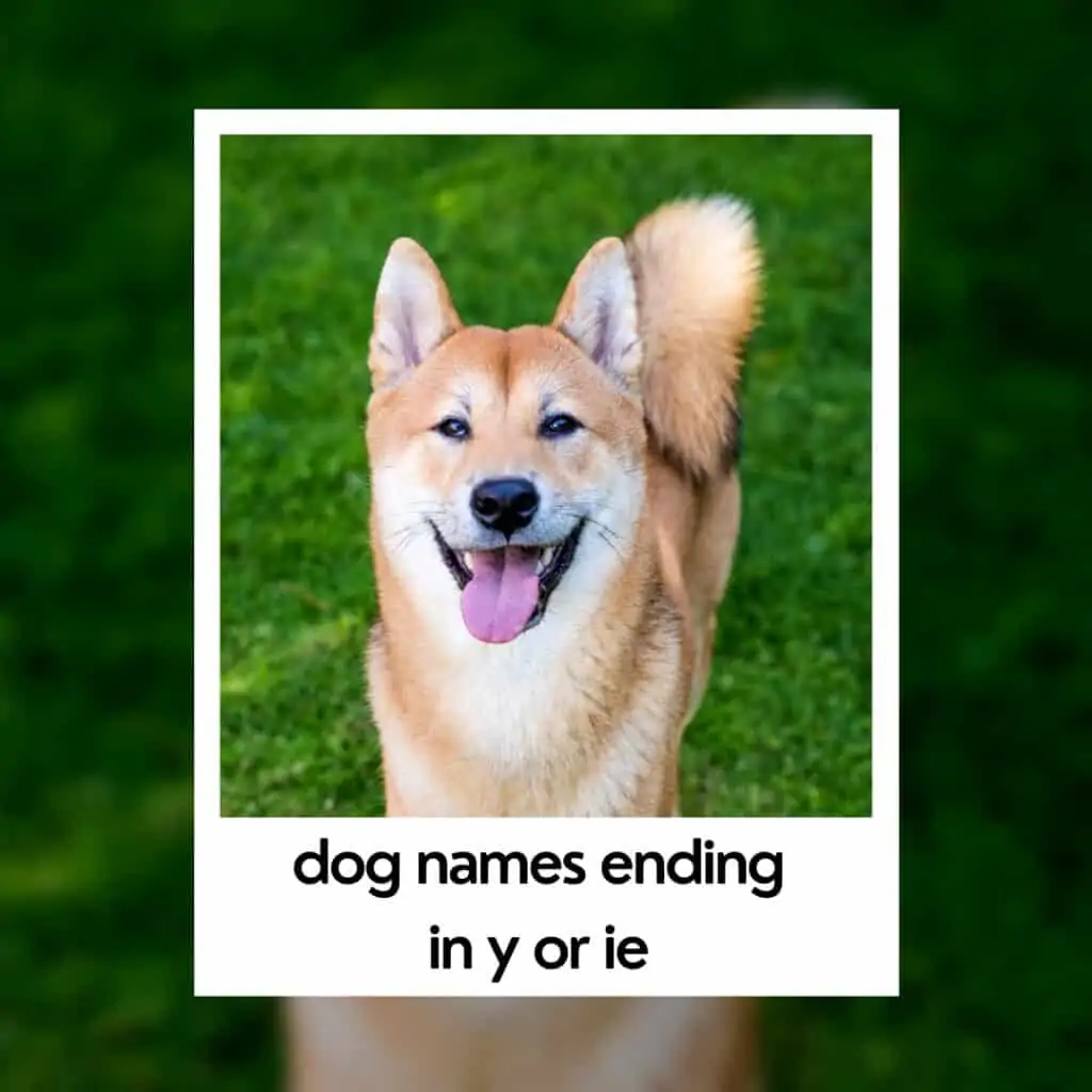 dog names ending in Y shiva inu