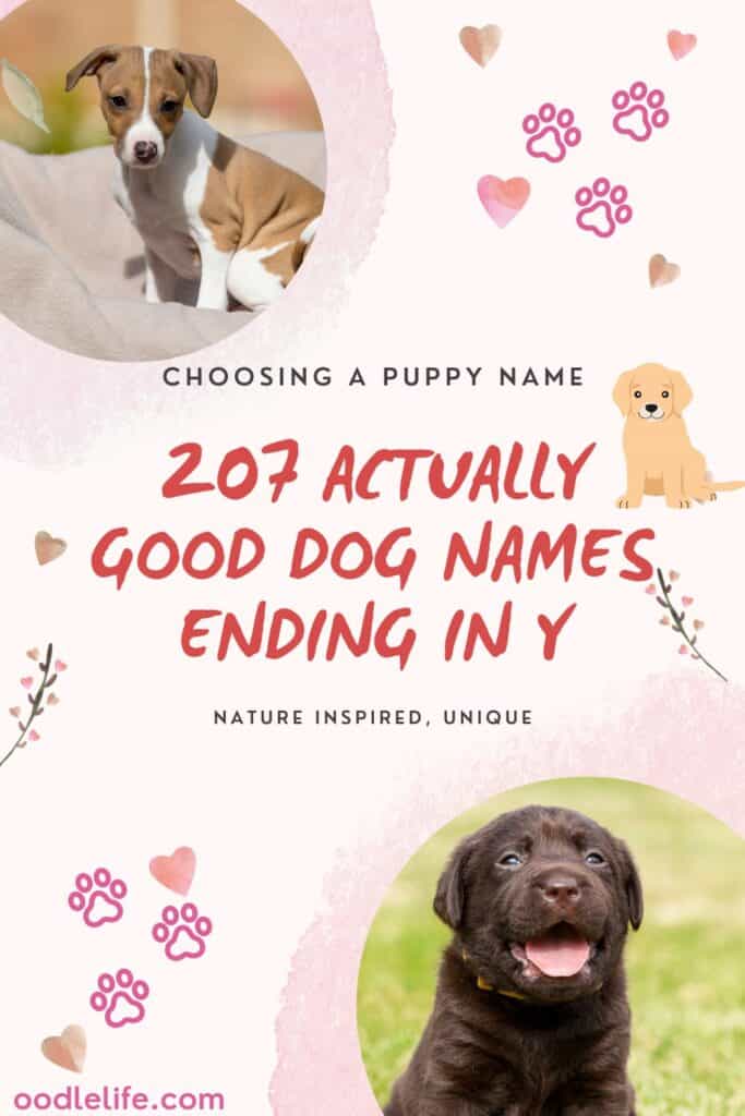 207 Actually Good Dog Names Ending in Y or IE [Organized] - Life