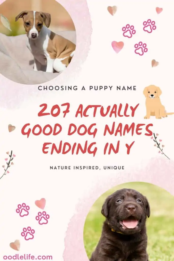 good dog names ending in y or ie sound