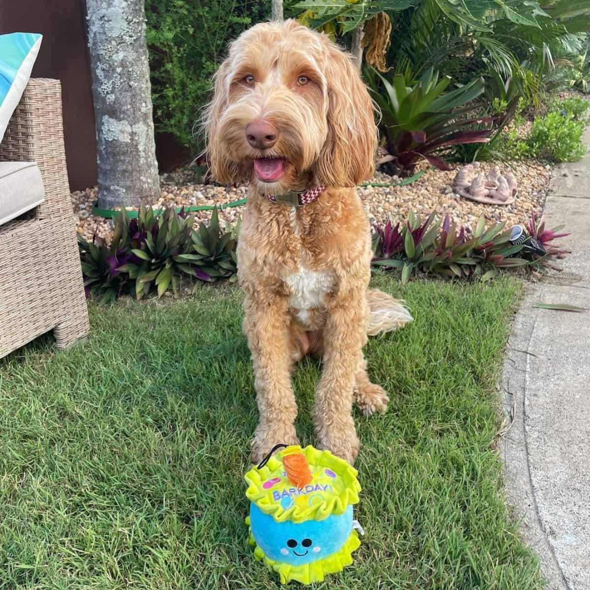 dog with his toy