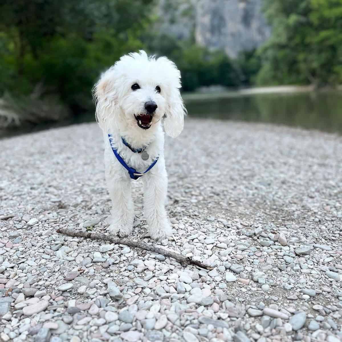 fetch with Poodle outdoors