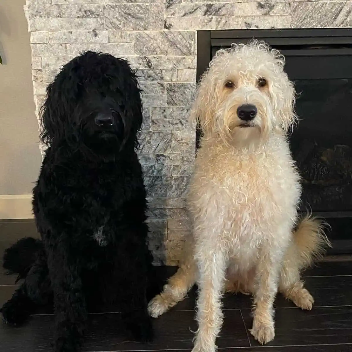 fresh bath Goldendoodles