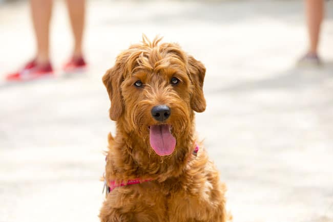 goldendoodle puppy