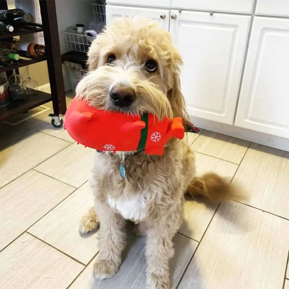 Goldendoodle got a present