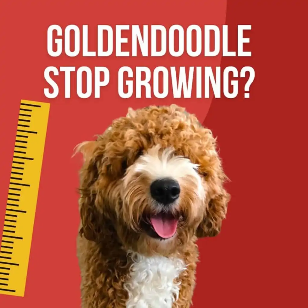 a growing goldendoodle puppy next to a ruler