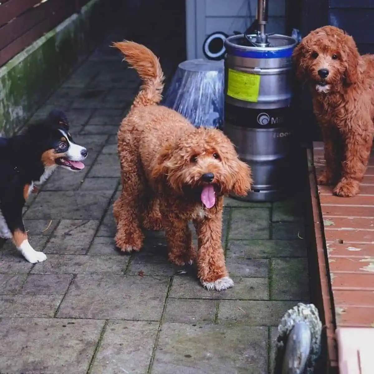 Goldendoodle playing with his friends