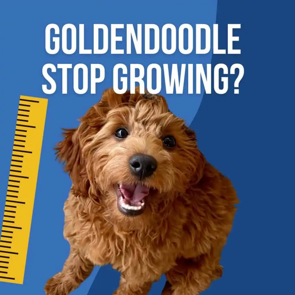 a goldendoodle puppy looks up at a camera with a ruler next to it