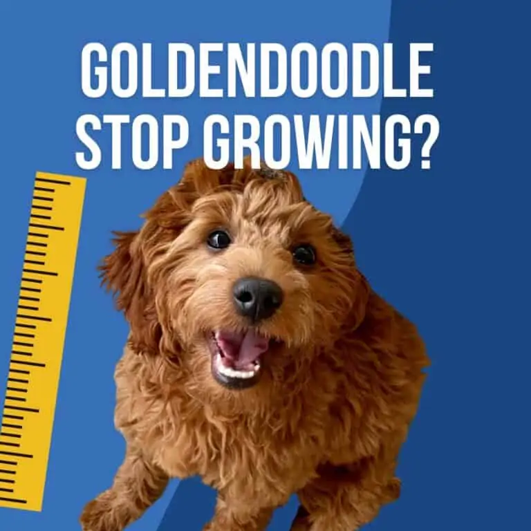When Do Goldendoodles Stop Growing?