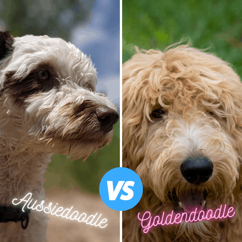 Goldendoodle Vs Aussiedoodle Breed Comparison (with Photos) Oodle Life