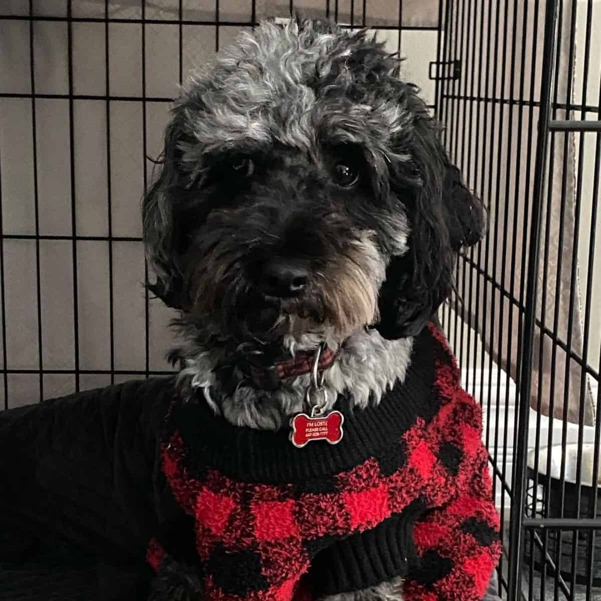 grounded Cockapoo in crate