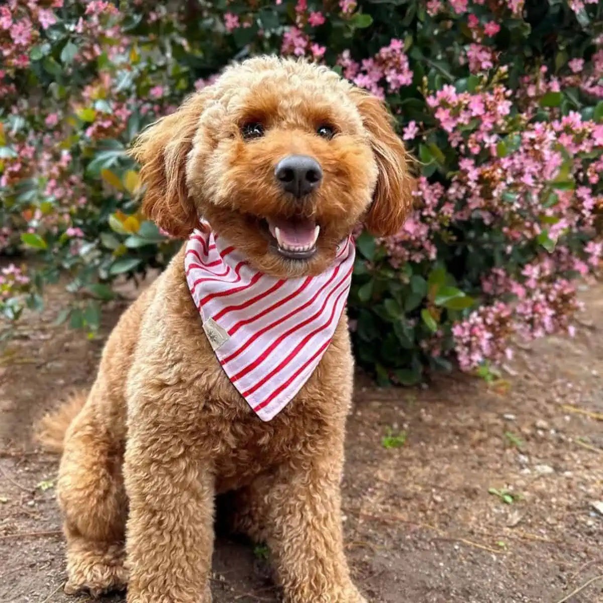 happy Goldendoodle well-groomed