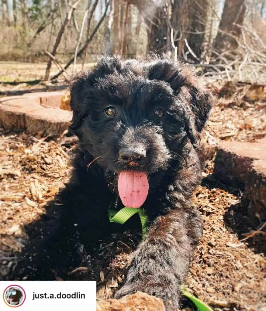 shepadoodle puppy sitting down outside