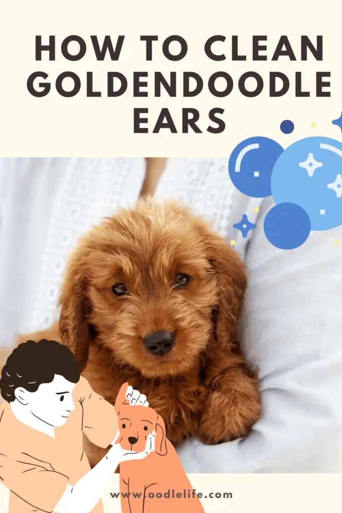 how to clean goldendoodle ears