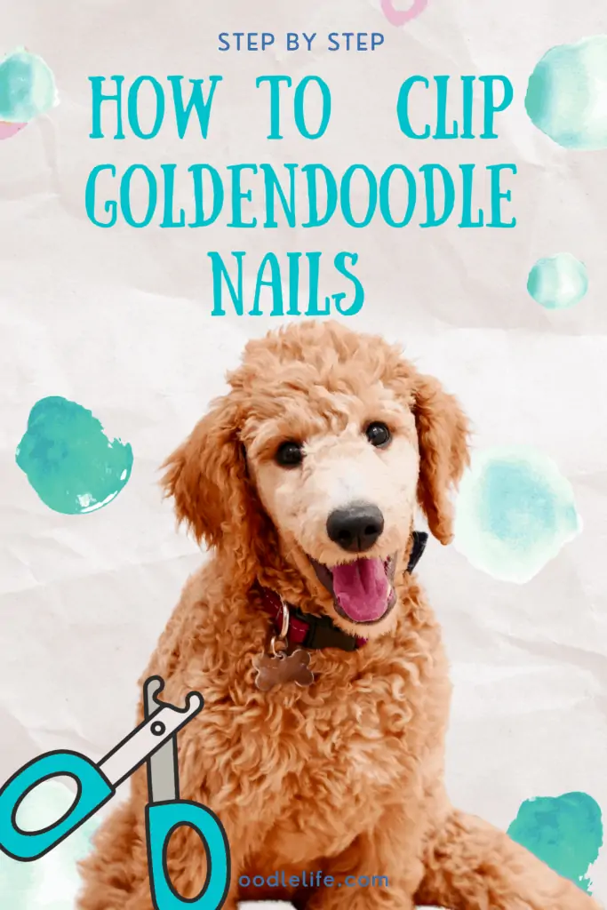 how to clip goldendoodle nails