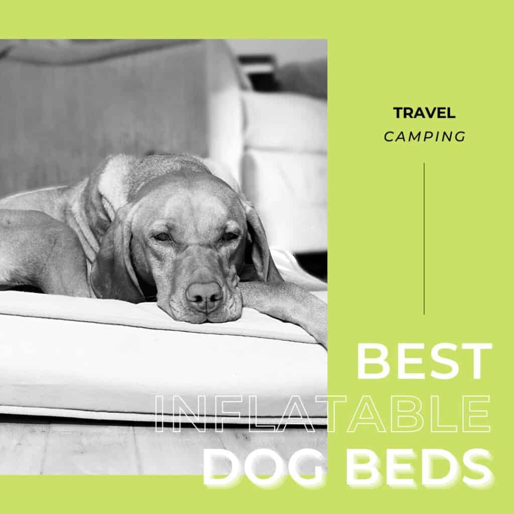 7 Best Inflatable Dog Beds For Traveling Plus One To Avoid Oodle Life