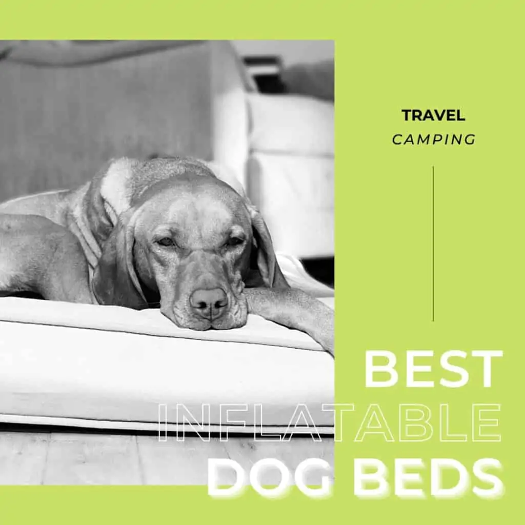 inforgraphic for the best inflatable dog beds