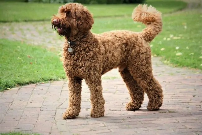 labradoodle puppy