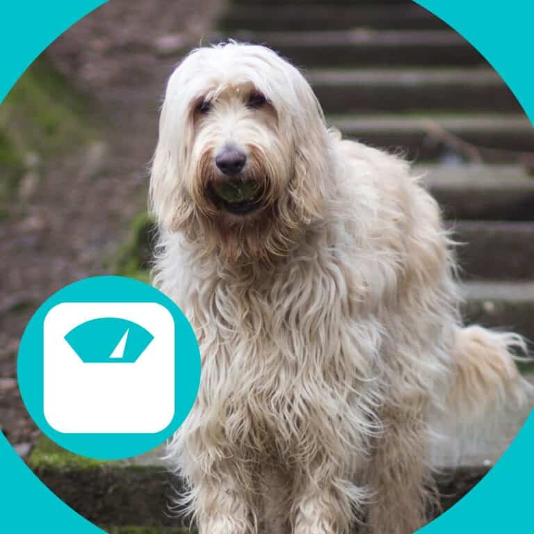 How Much Do Labradoodles Weigh? [All Sizes]