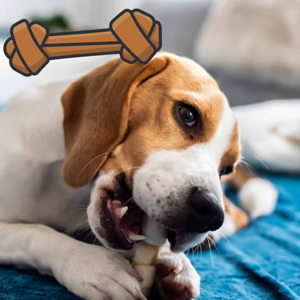 a beagle chomps on a long lasting dog chews