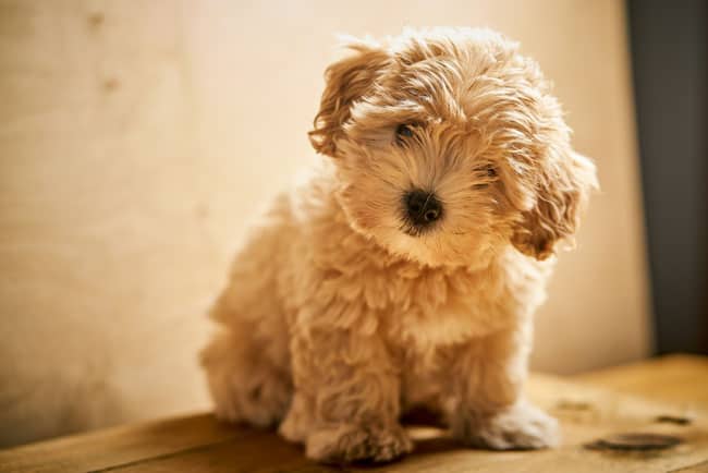 Best Maltipoo Names – 303+ Names for a Maltipoo Dog Or Puppy