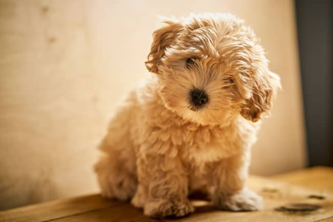 maltipoo puppy