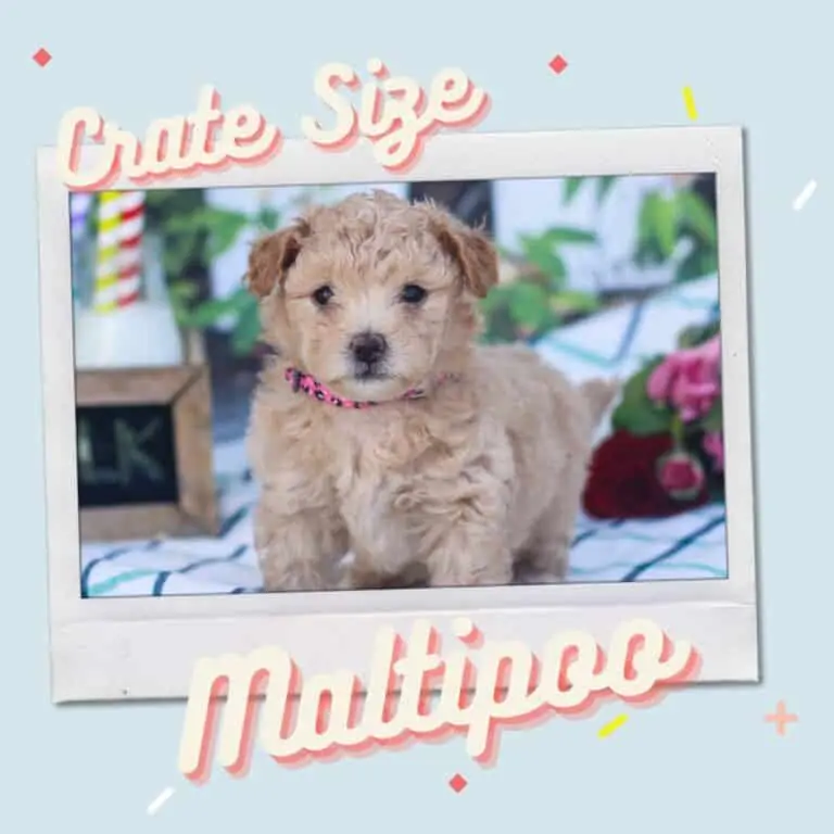 maltipoo crate size