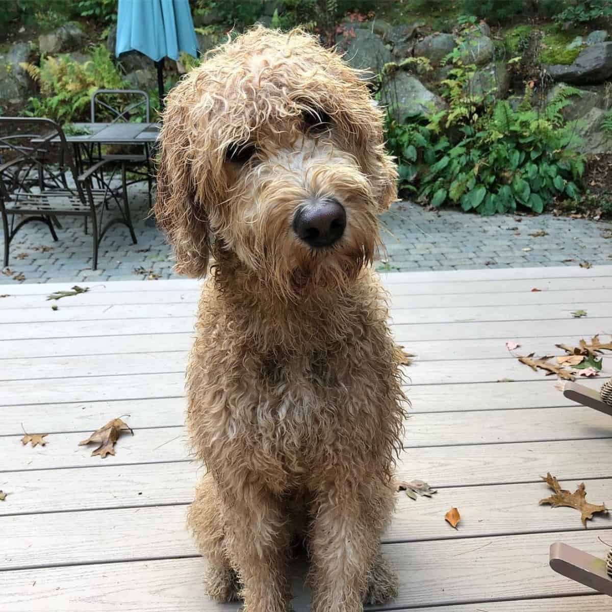 matted Goldendoodle hair