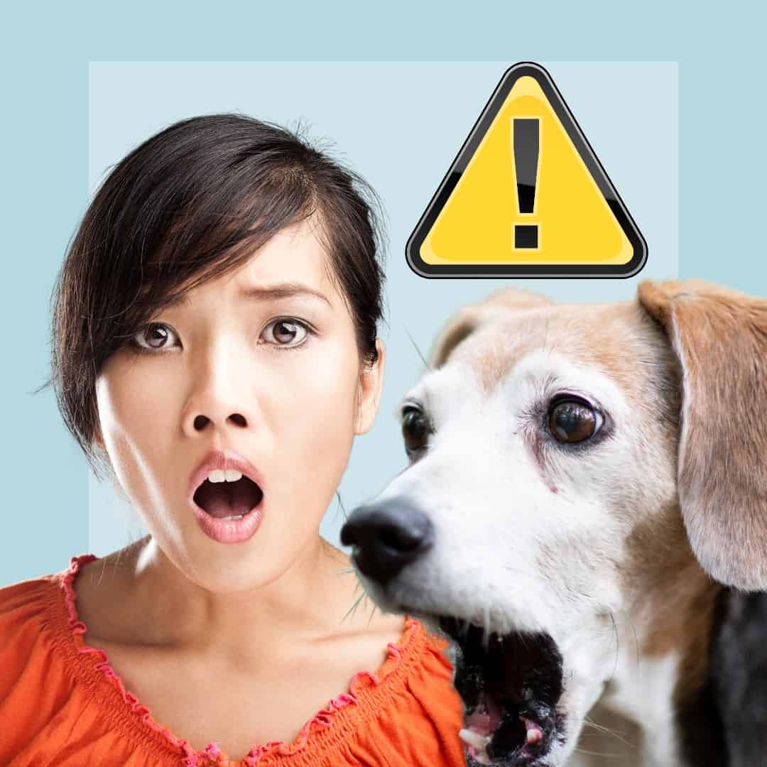 My Dog Ate A Condom - What To Do? - Oodle Life